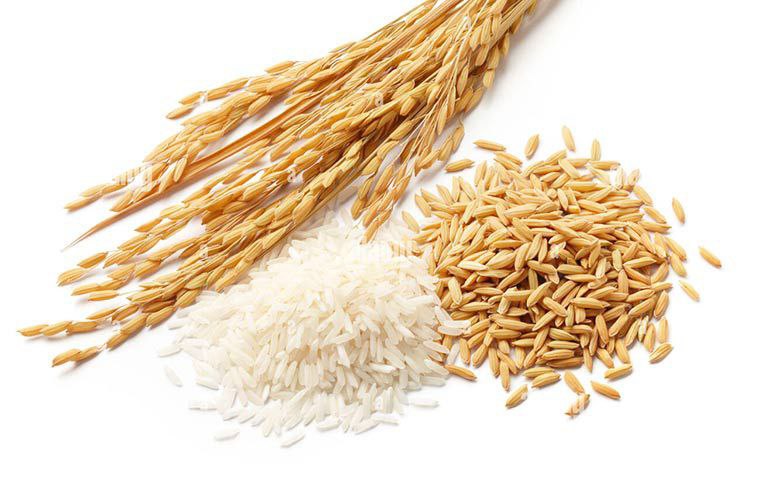 تفاوت شالیکوبی سنتی و مدرن چیست؟ 2 تفاوت شالیکوبی سنتی و مدرن چیست؟