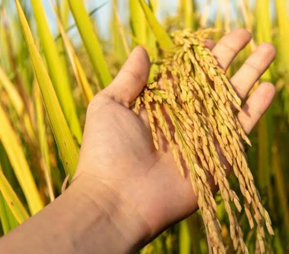 شالیکوبی مدرن و قدیمی چقدر تفاوت دارند؟ 3 شالیکوبی مدرن و قدیمی چقدر تفاوت دارند؟